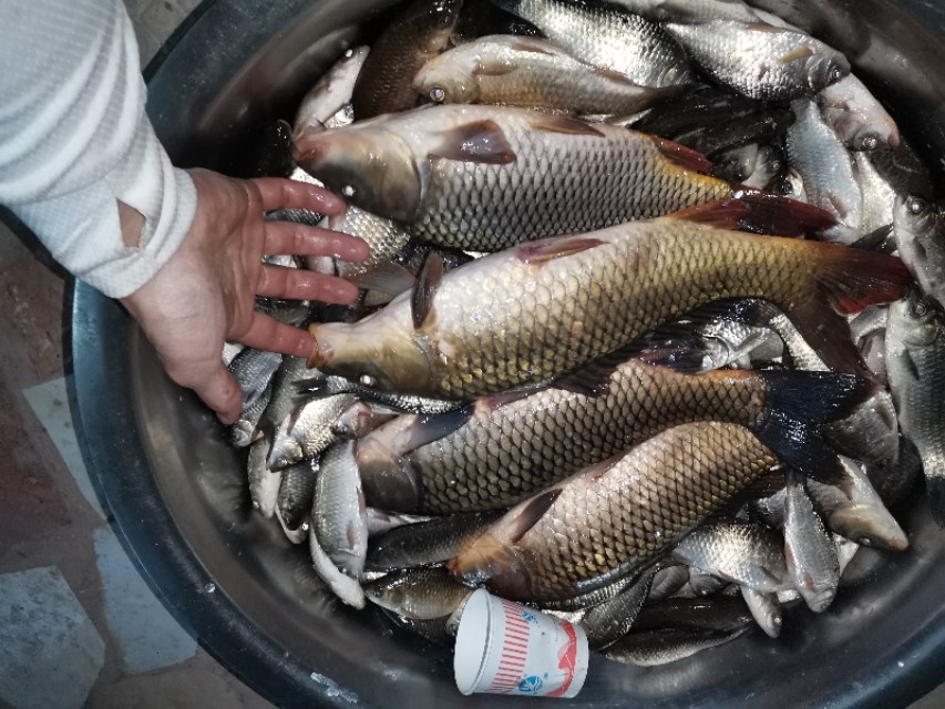 禄劝野钓鲫鱼好地方,禄劝溪流野钓