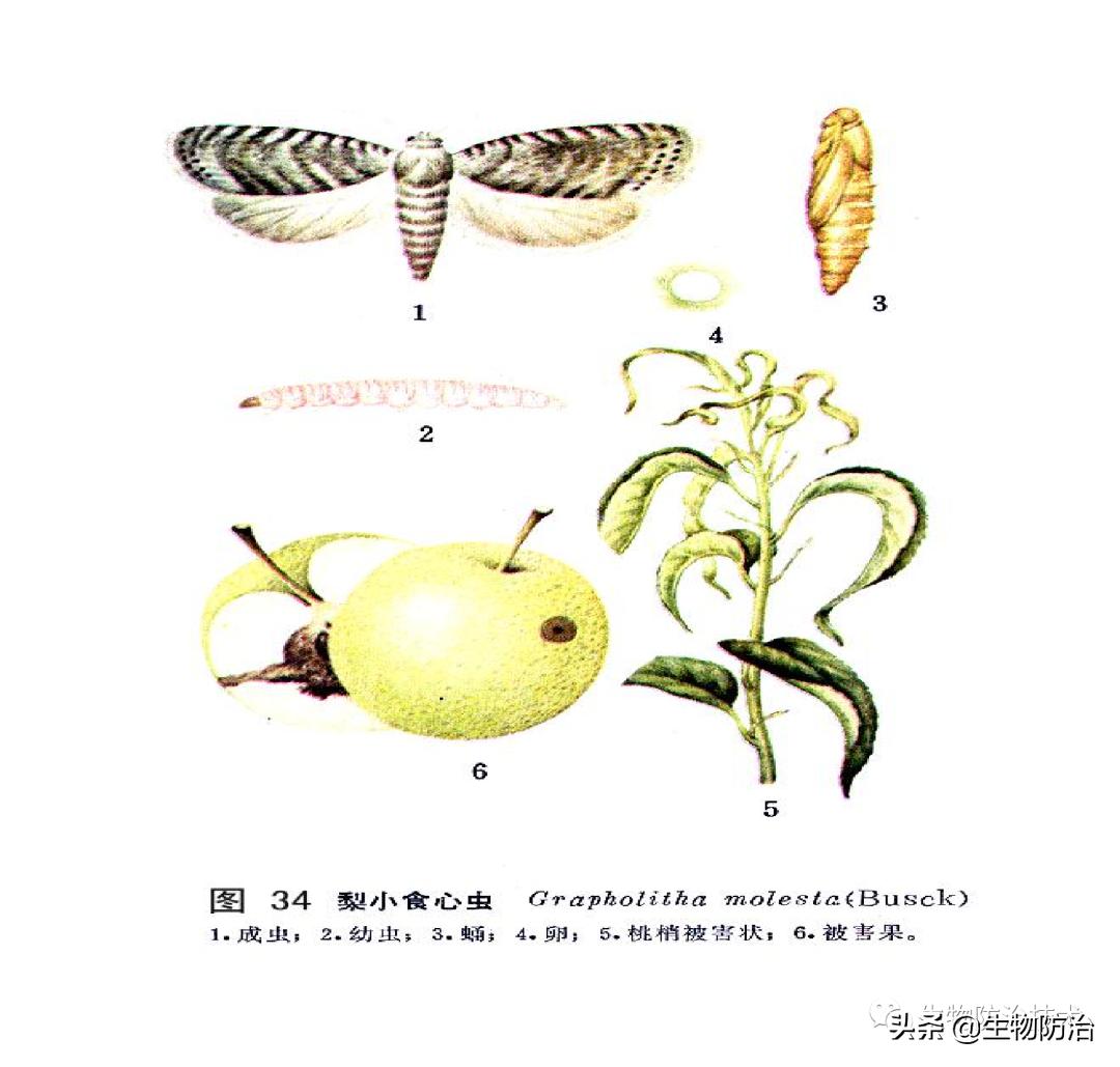 蛀干害虫是钻蛀害虫吗,果树枝干钻蛀害虫图片