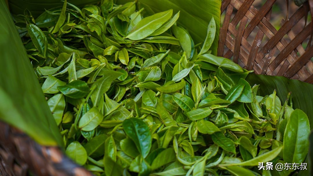 无量山普洱茶有哪些著名山头,无量山普洱茶属于哪个产区