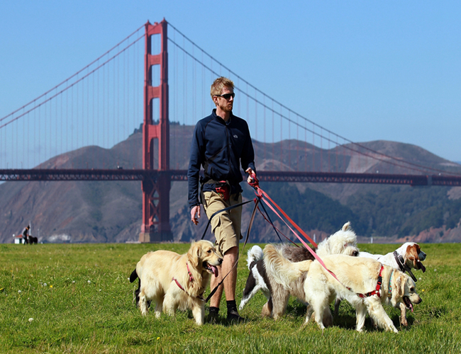 遛仓鼠要注意什么细节问题,仓鼠有必要遛吗为什么
