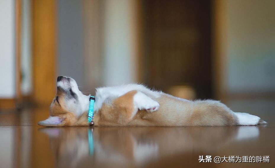 柯基犬怎么知道好不好,如何知道柯基有肠胃疾病