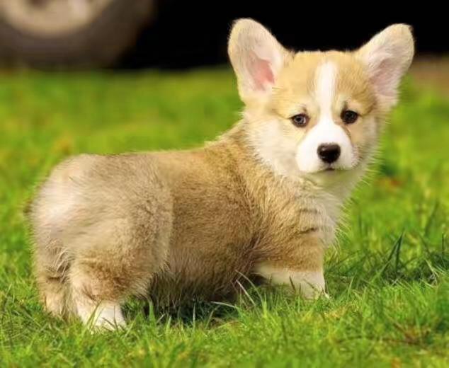 犬细小病毒感染怎么办,细小病毒感染的症状