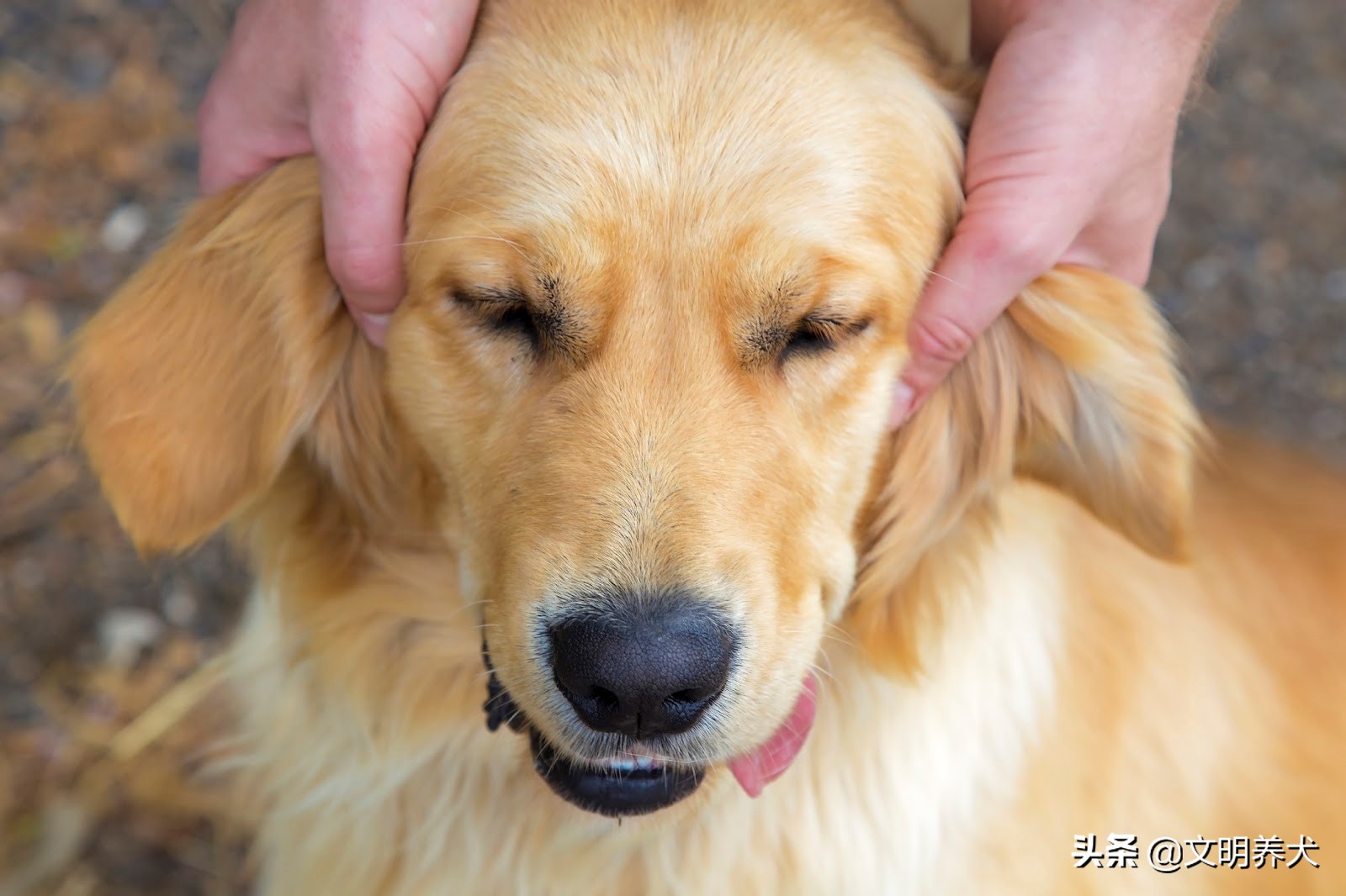 狗狗经常有耳螨是什么原因,狗狗耳螨药滴多了一直摇头怎么办