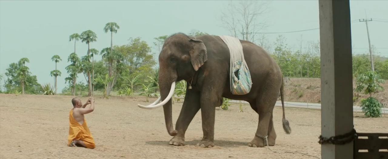 一条公路，一人一象，《亲爱的大笨象》更是在告别过去