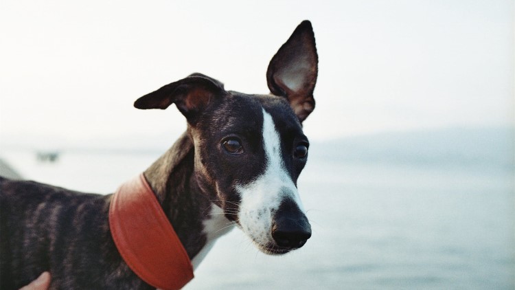 怎么正确给狗狗戴项圈,怎么纠正狗狗不爱回家