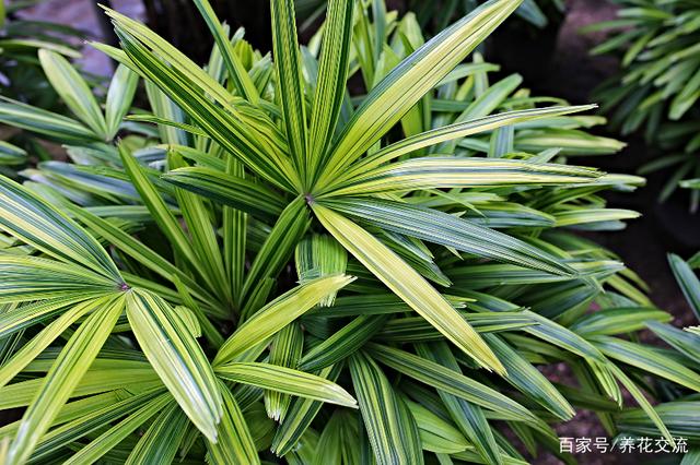 室内适合养的棕竹品种,观叶植物棕竹养殖方法