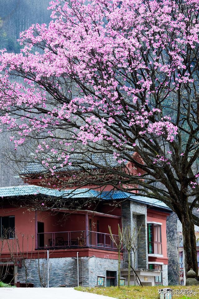 药王谷传奇（49）药王谷珍爱生命*界无**，茅草根不惧风火霜雪