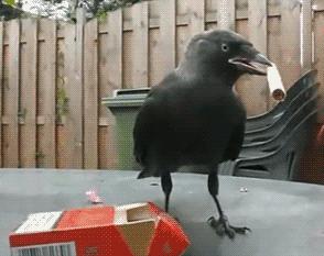 荷兰美景的照片,好看的荷兰风景图