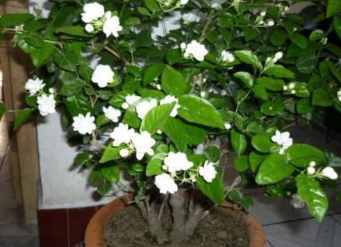 6月养茉莉花,十天浇一次“臭水”,花苞满枝,花香浓郁飘满屋