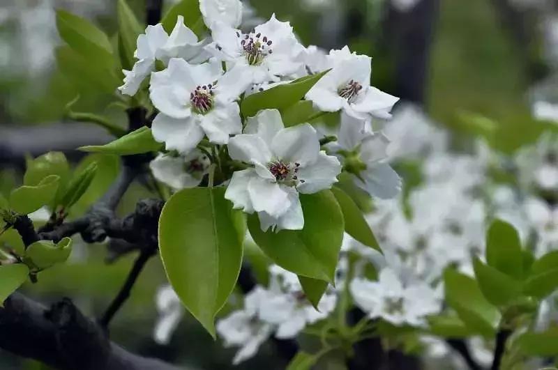 大同浑源凉粉,大同非遗文化浑源凉粉