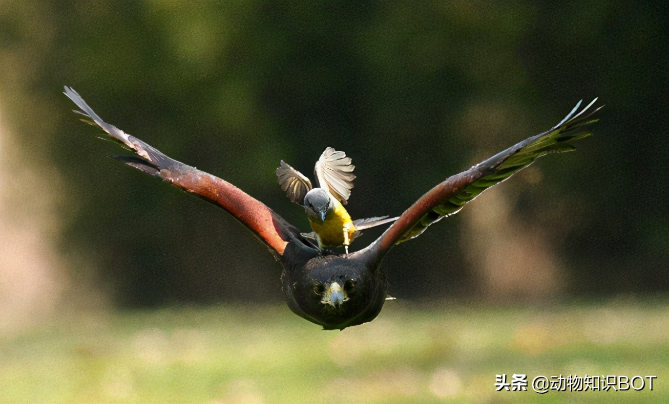 老鹰克星霸王鸟,老鹰最惧怕的必胜鸟