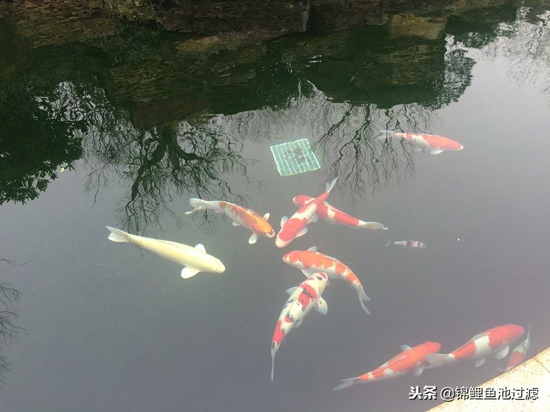 史上最贵的10条锦鲤,锦鲤最高拍卖价是哪一条