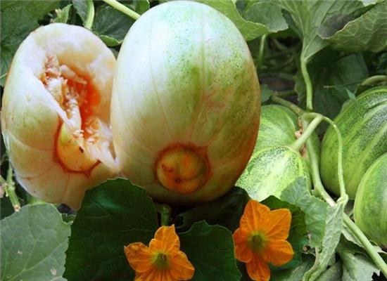 甜瓜叶斑病与霜霉病差异对比,甜瓜棒孢叶斑病图片和防治方法