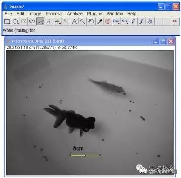黄色和绿色如何用imagej分析,imagej图像分析教程