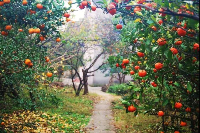 姑苏人都不知道的轻徒步道，穿越万亩茶园，将苍茫的太湖尽收眼底
