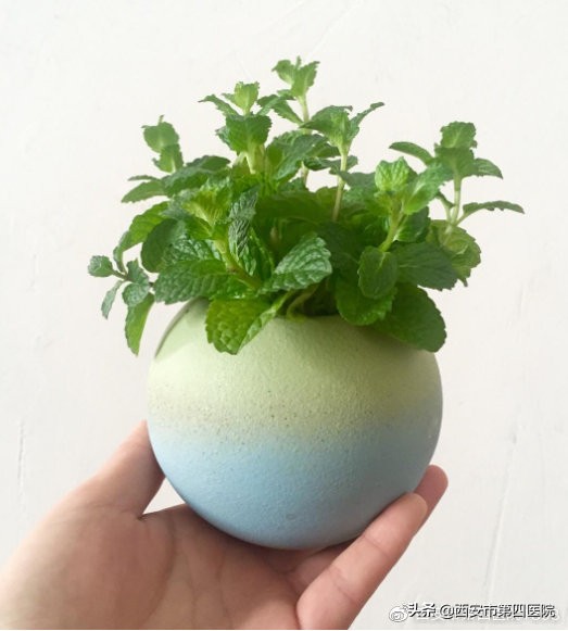 薄荷好处多又多夏日需常备,夏天薄荷的妙用以及它的神奇之处