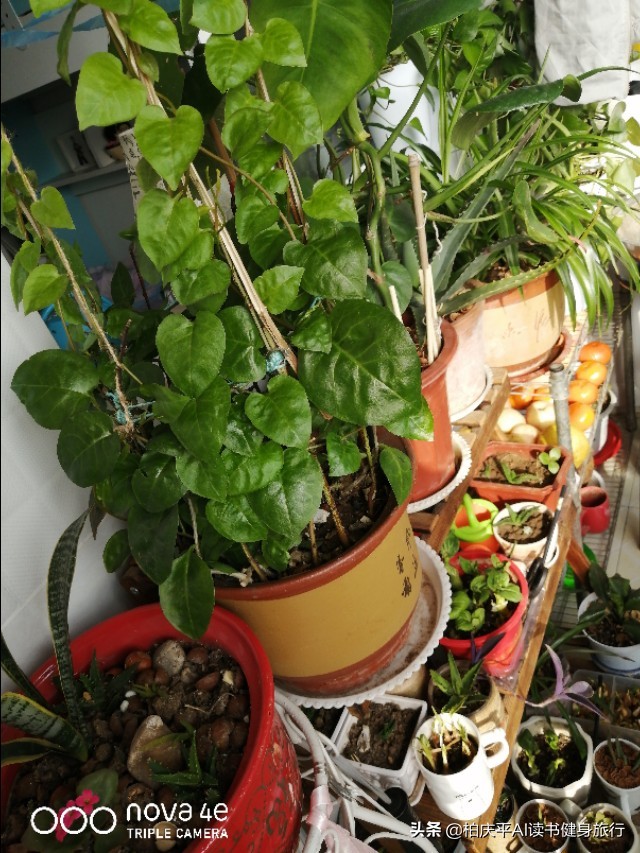 核桃皮厚核桃仁剥不出来怎么办,巧剥核桃上锅蒸的妙招