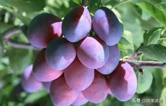 不得不吃的四种国产水果,疆内水果品种大全