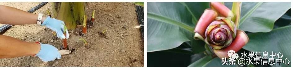 日本农业发达到什么程度?荔枝、香蕉、菠萝竟然用温室来种