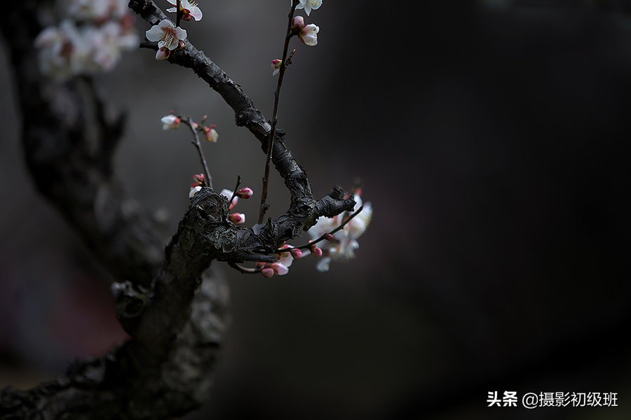 梅花拍摄欣赏技巧有哪些,拍梅花照技巧与角度