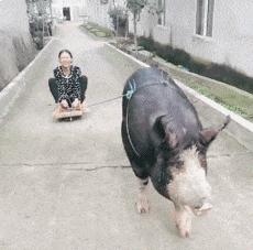 搞笑动图gif动物,搞笑动图gif沙雕