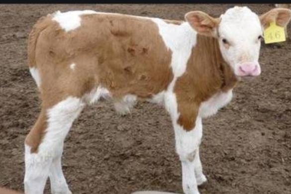 犊牛病诊断与治疗,犊牛佝偻病治疗方法