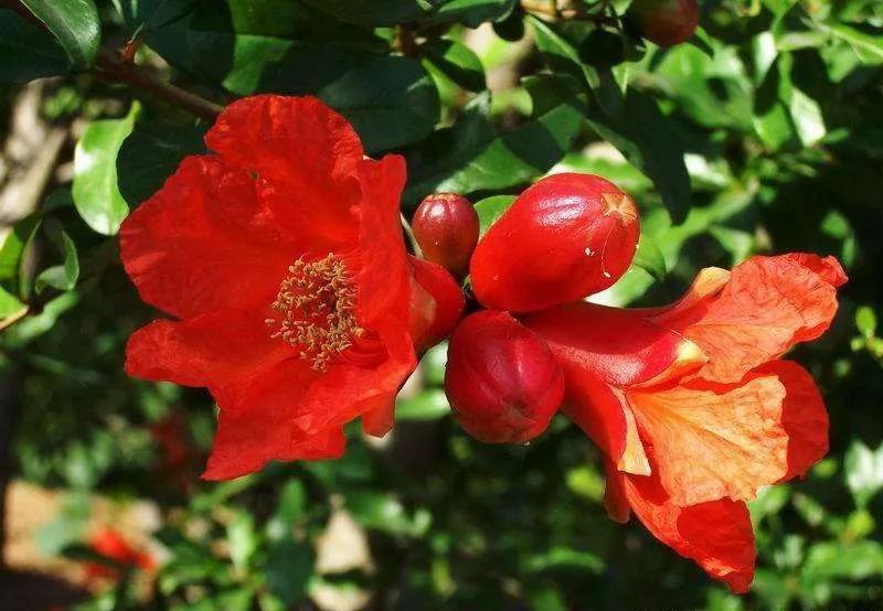 盆景石榴只开花不结果怎么回事,石榴盆景不发芽怎么办