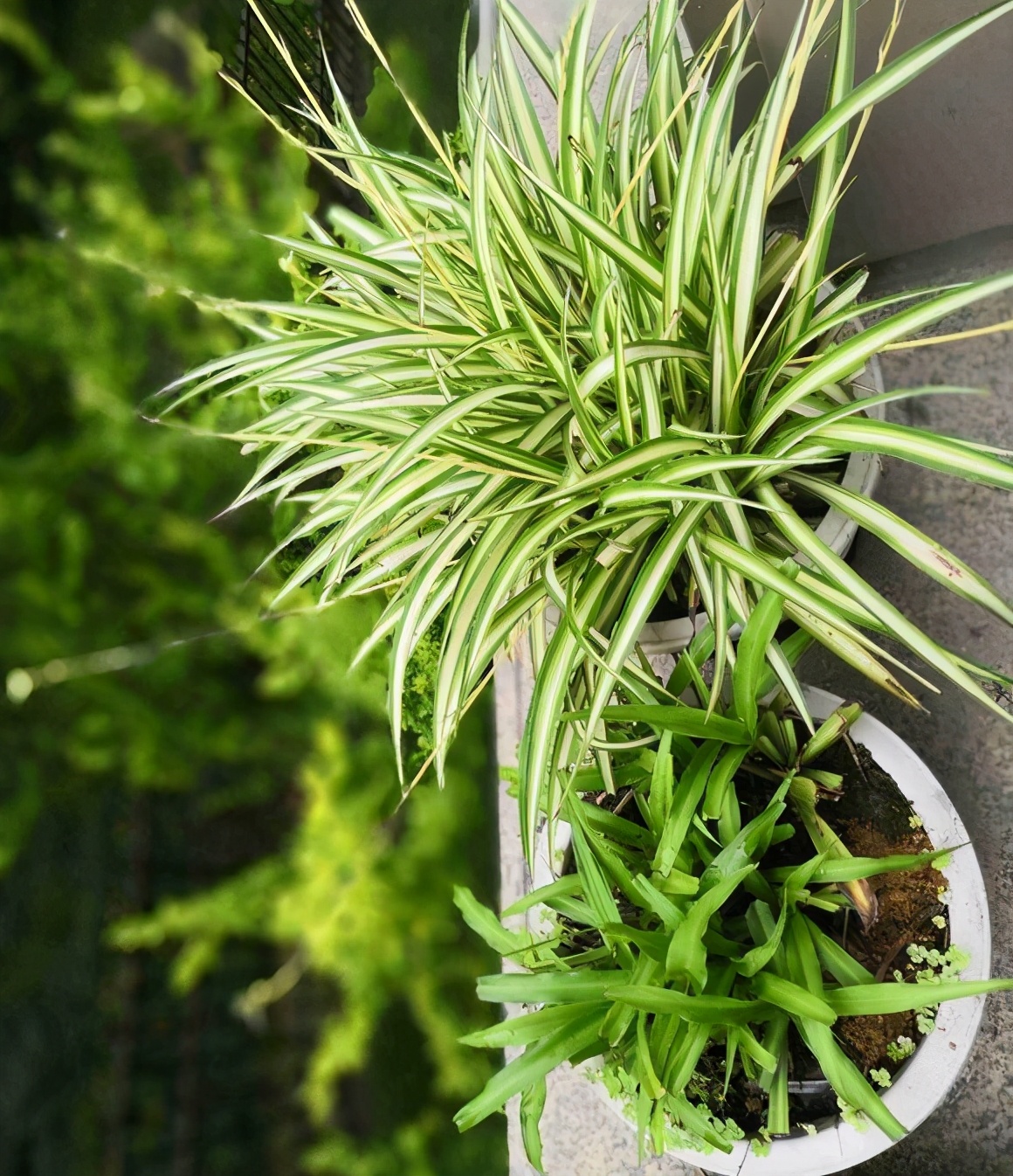 核桃便宜还用化肥吗,核桃皮炒熟捣碎后发酵做花肥好吗