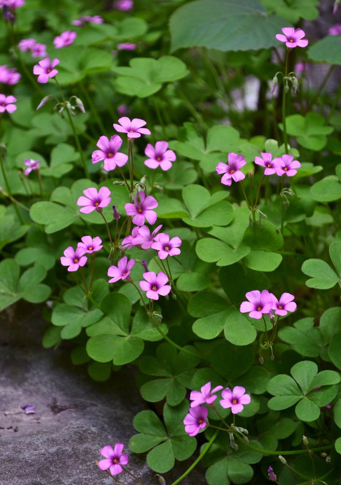 三叶草的幸福,三叶草的寓意和象征