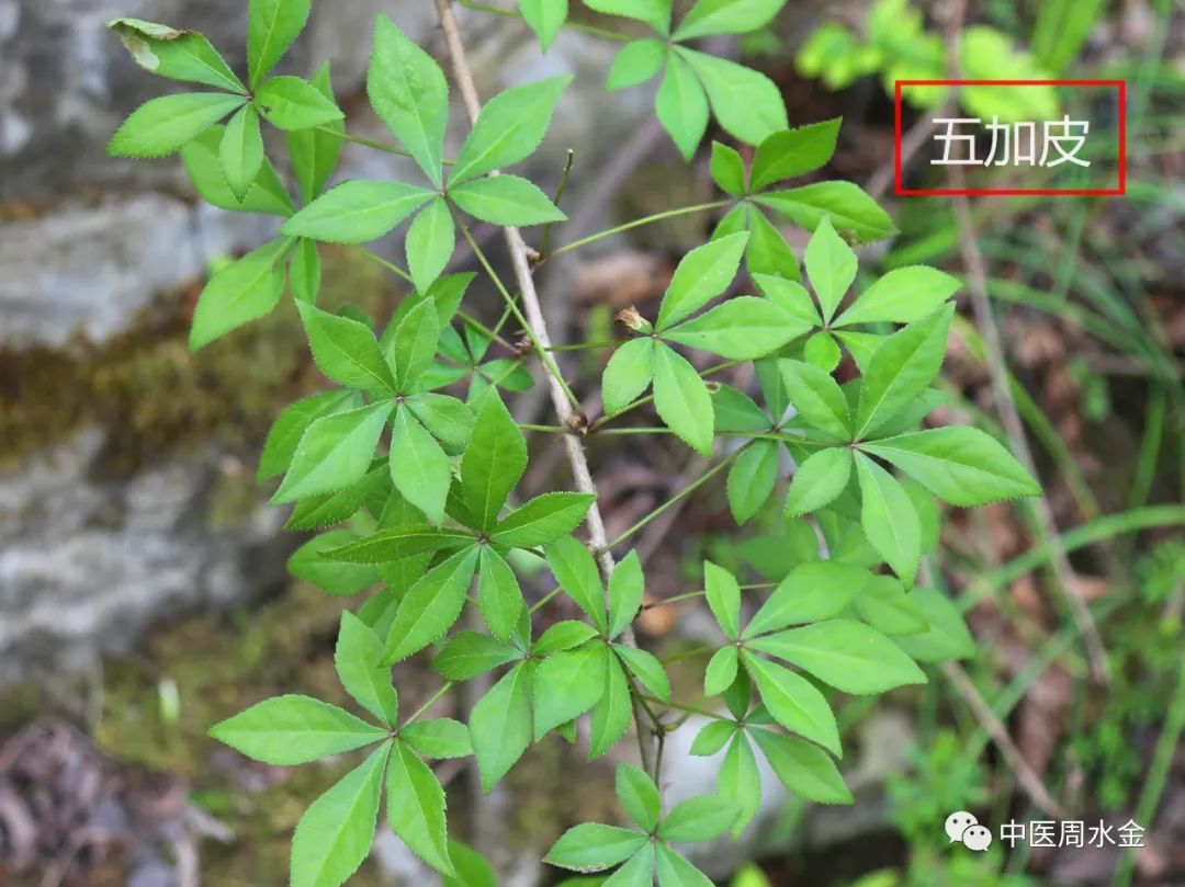 品味本草之美（第一季）