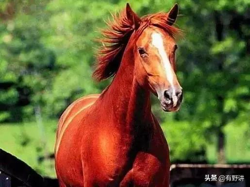 揭秘汗血宝马,世界上真实的汗血宝马