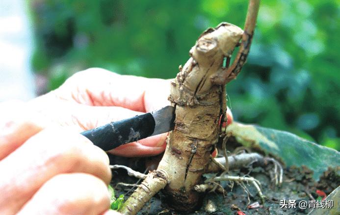 紫藤盆景修剪视频教程,紫藤盆景怎么制作