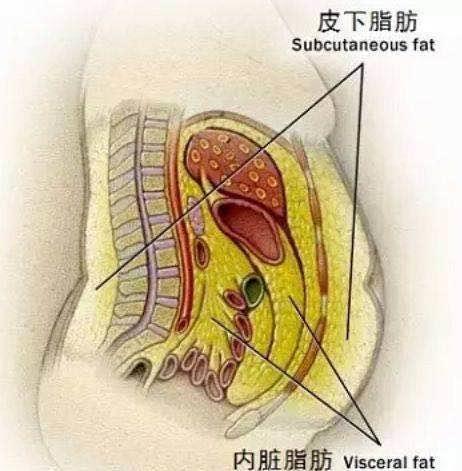 内脏脂肪如何快速减掉,内脏脂肪怎么减最快的速度