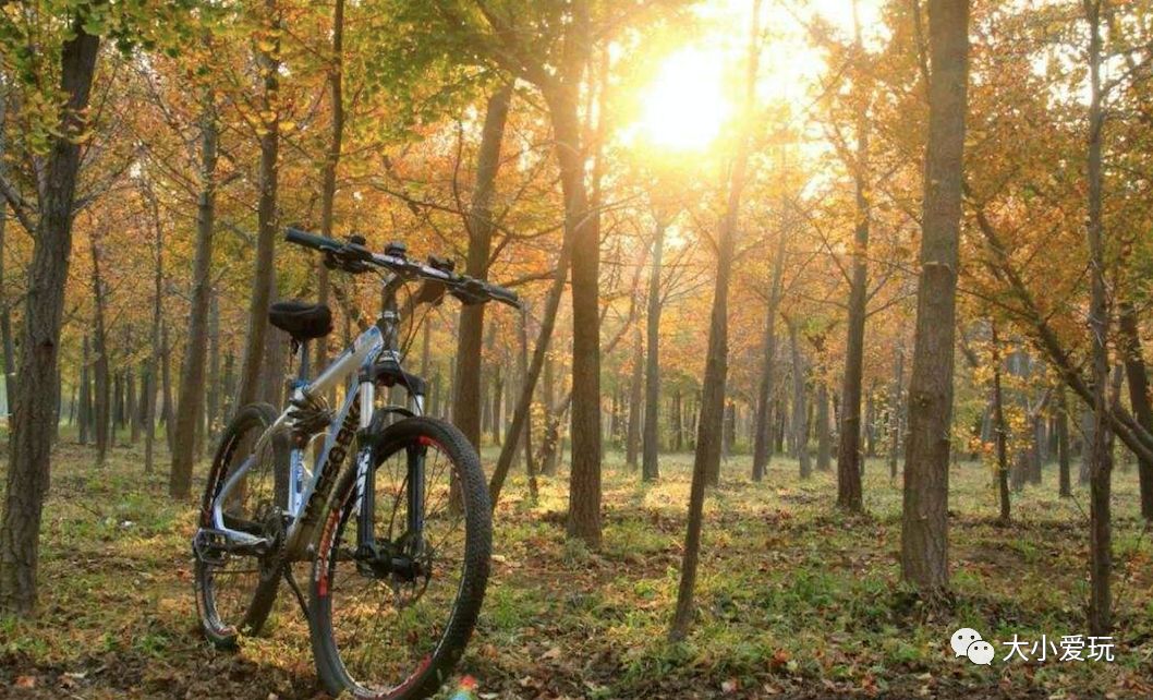 银杏北京打卡地,北京十大银杏观赏地图