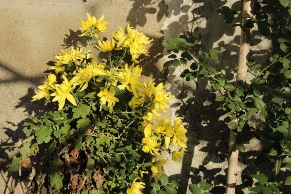 适合栽在庭院的多肉,庭院地栽多肉设计