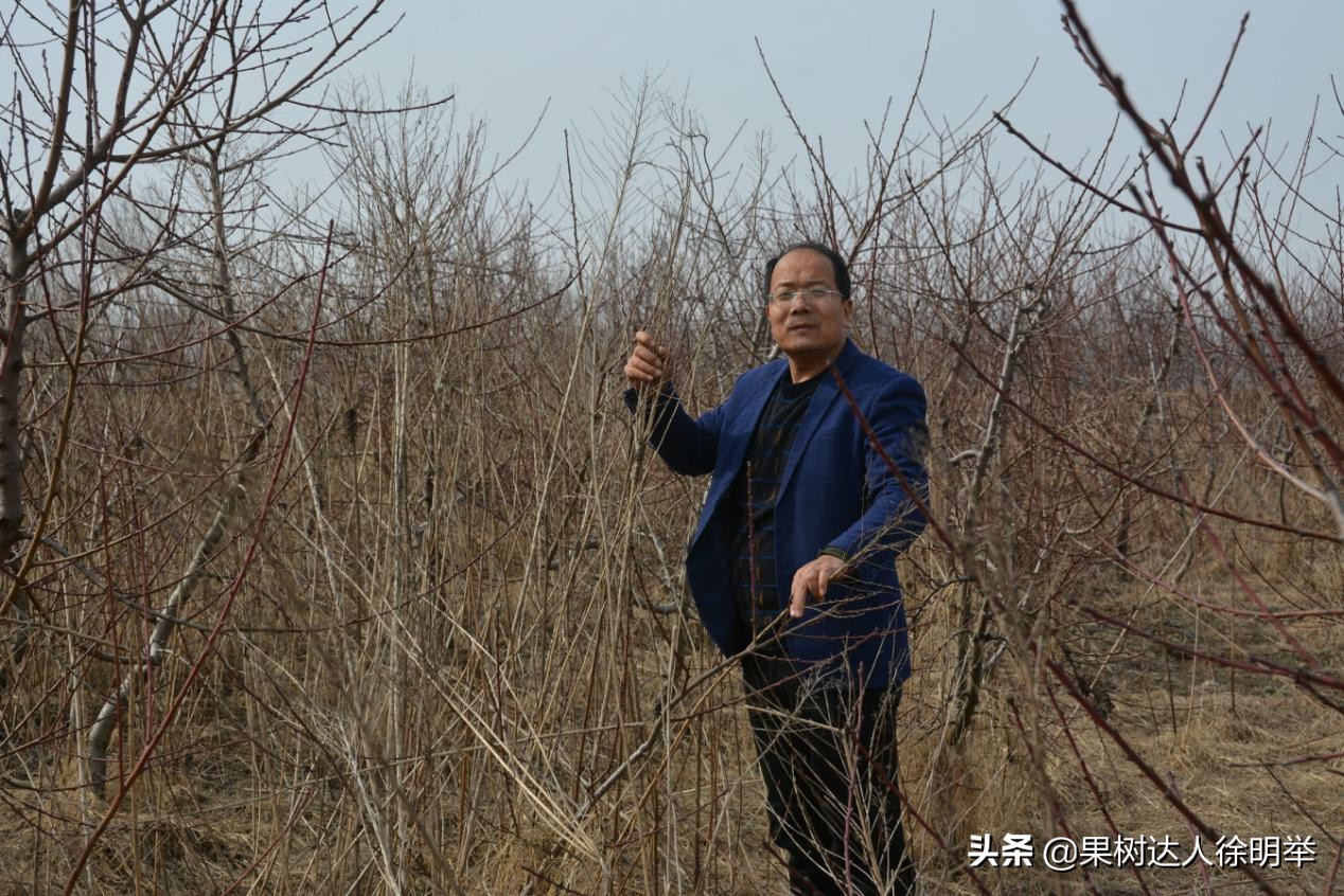 桃树产业,桃树园的发展方向