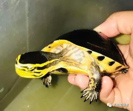 龟龟不吃东西，是不是常常困扰着你？