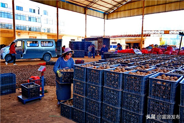 富村魔芋交易市场小区,广东最大魔芋批发市场