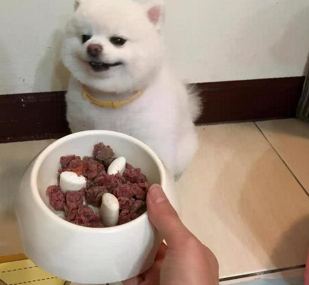 如何喂博美,博美犬正确喂食方法