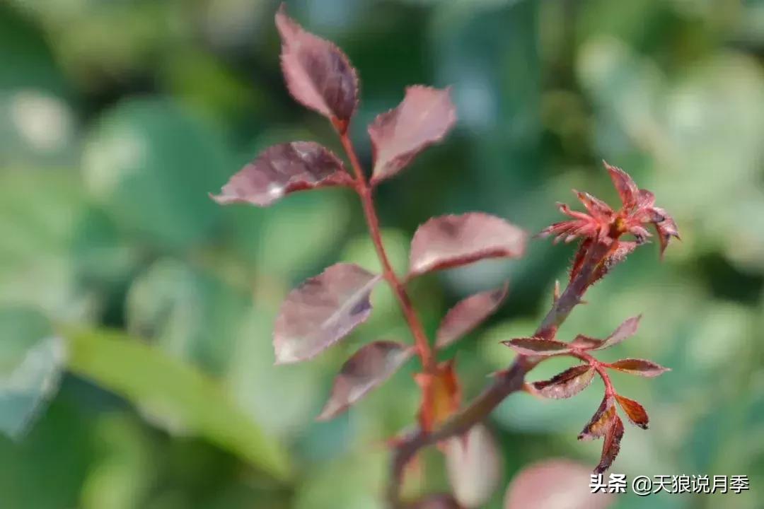 秋季月季突然枯萎是怎么回事,月季花朵未开就干枯了是怎么回事