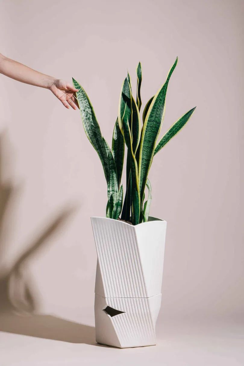 适合养在室内而较好养的绿植,室内净化养什么绿植好看