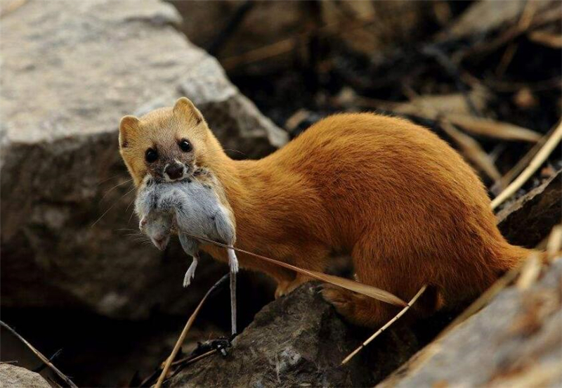 为什么黄鼠狼不可以吃鸡蛋,李时珍为什么不吃黄鼠狼呢