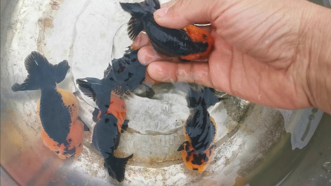 入冬金鱼怎么养,立冬鱼养殖方法