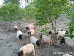 香猪散养,香猪露天养殖