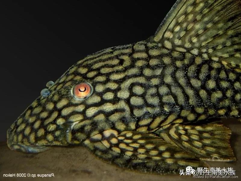 每天认识一种南美鱼,每天认识一种鱼类