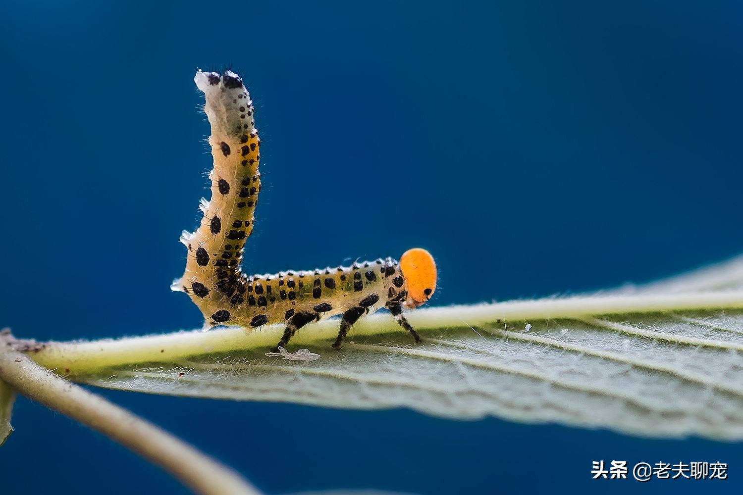 打不过就喷口水、喷排泄物,使用各种“下三滥”招术的动物