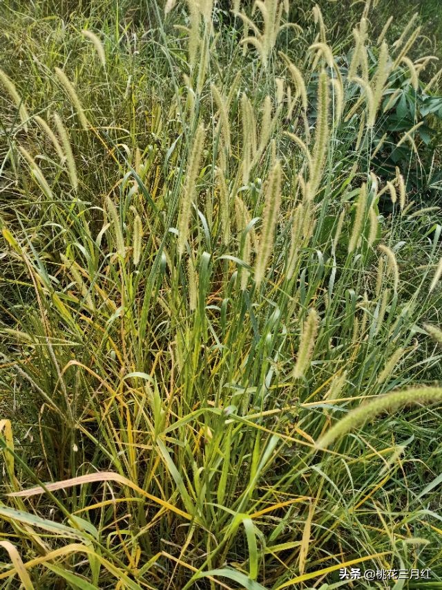 刘茂兰:含笑的影子