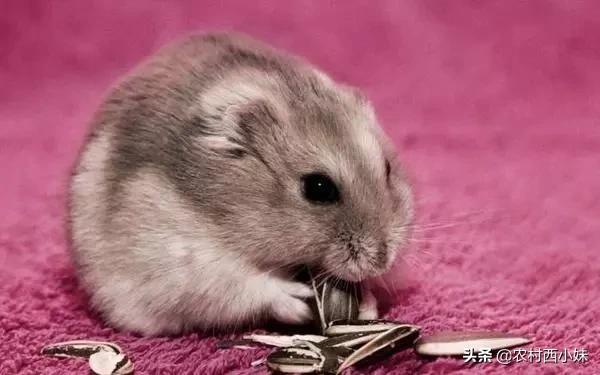 饲养仓鼠的几大误区,养仓鼠十大禁忌