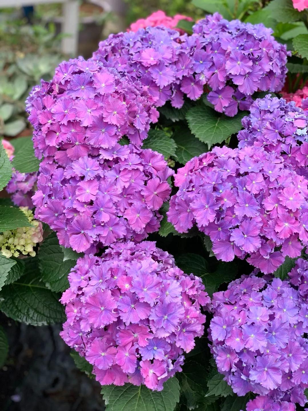 春季绣球叶子发皱怎么回事,夏季绣球老叶子都干枯怎么处理