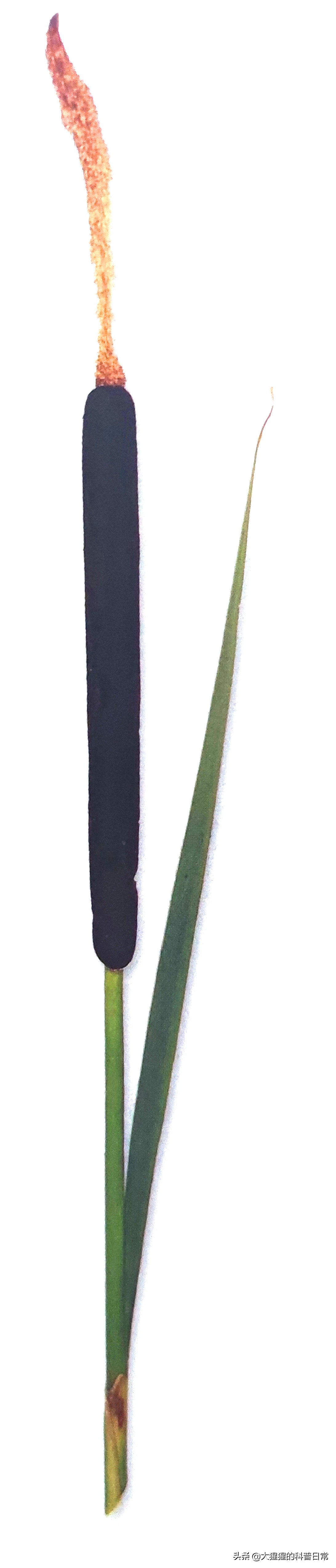 单子叶植物双子叶植物的简图,单子叶植物叶脉是什么